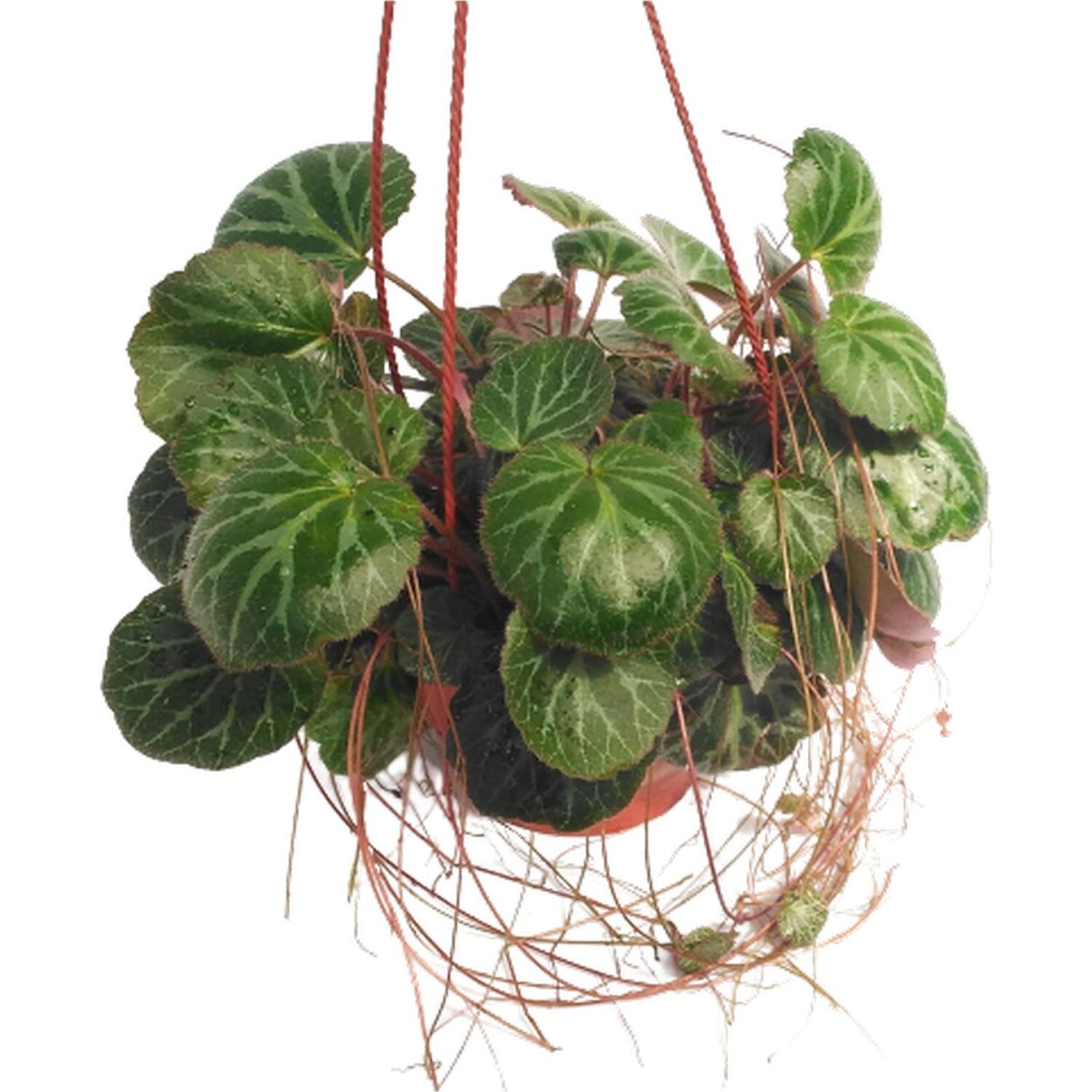 Камнеломка Saxifraga бурая Fusca