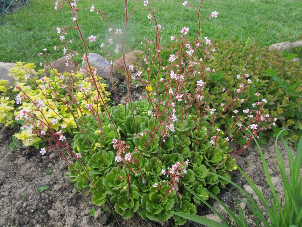 Камнеломка теневая (Saxifraga urbium)