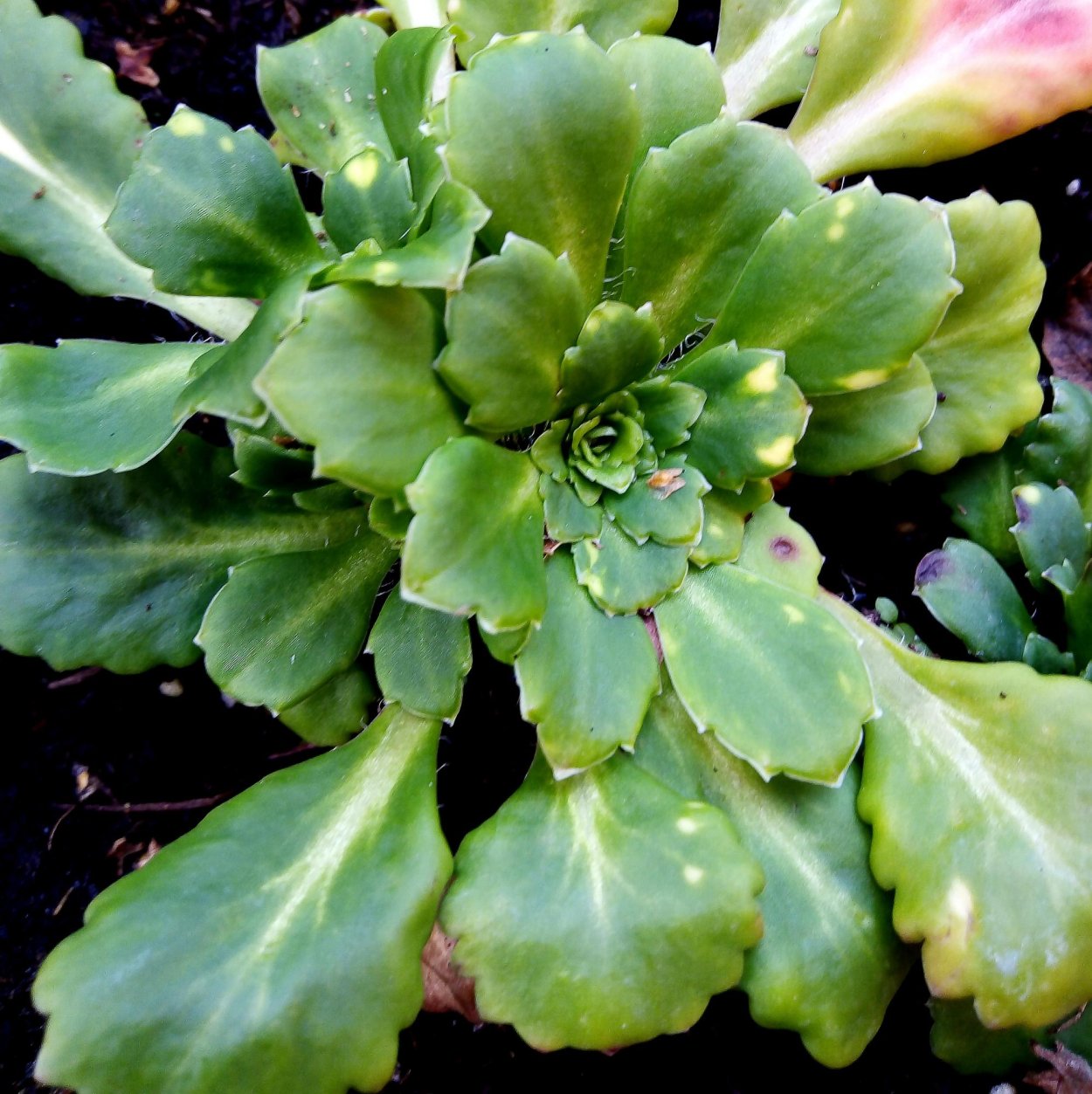 Камнеломка теневая variegata