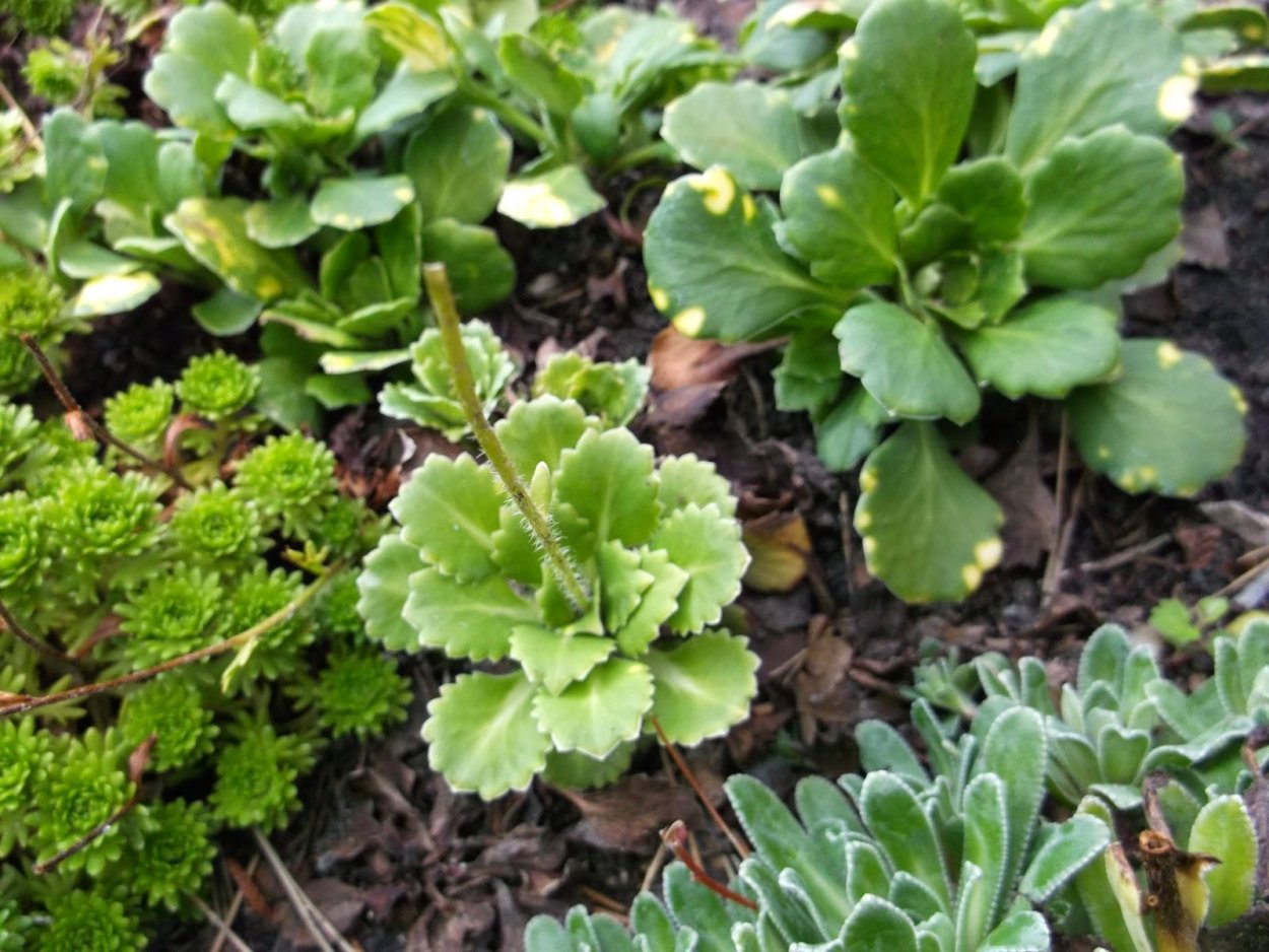 Камнеломка Тенистая variegata