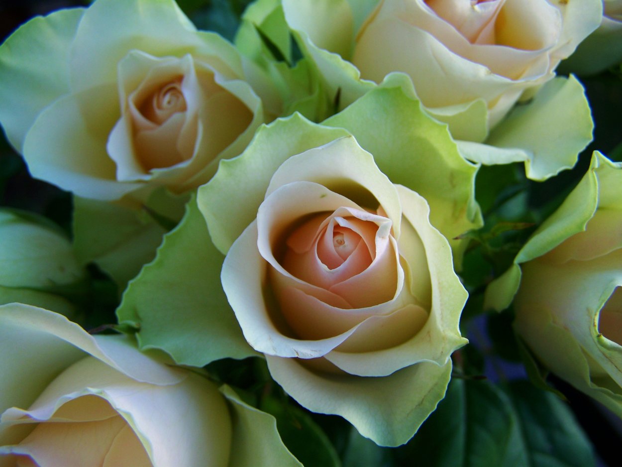 Роза Грин Теа