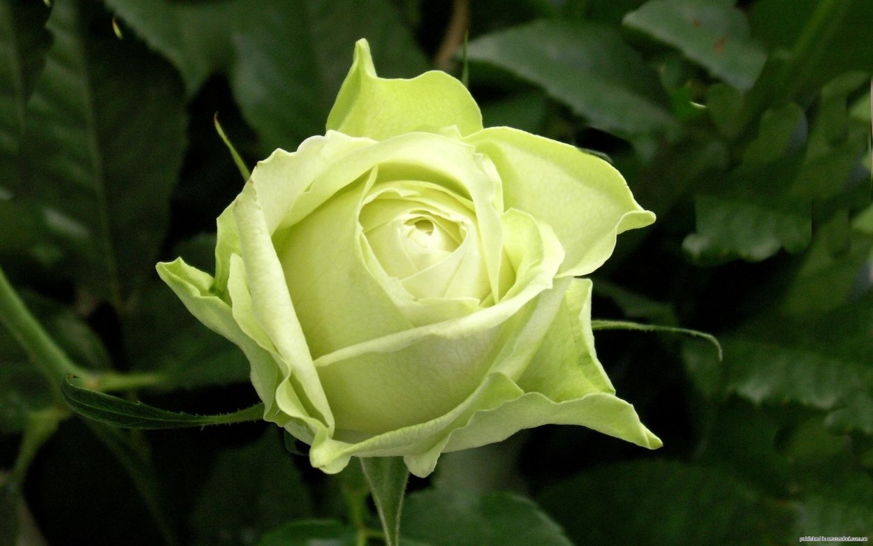 Роза Грин айс