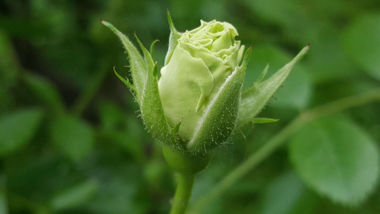 Эониум Green Rose