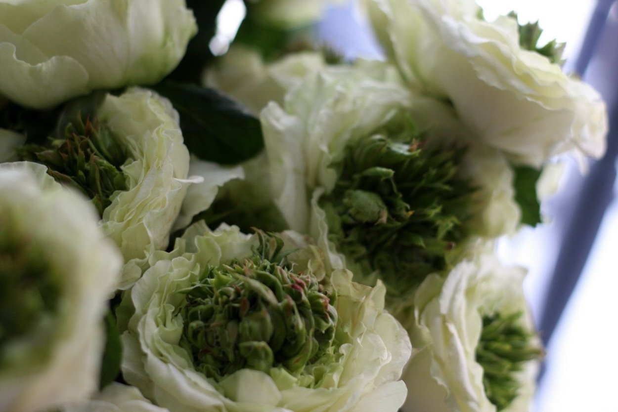 Красивый зеленый