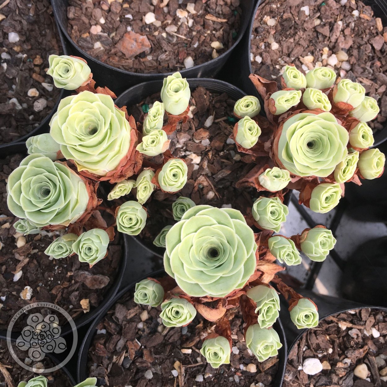 Гриновия Ауреа