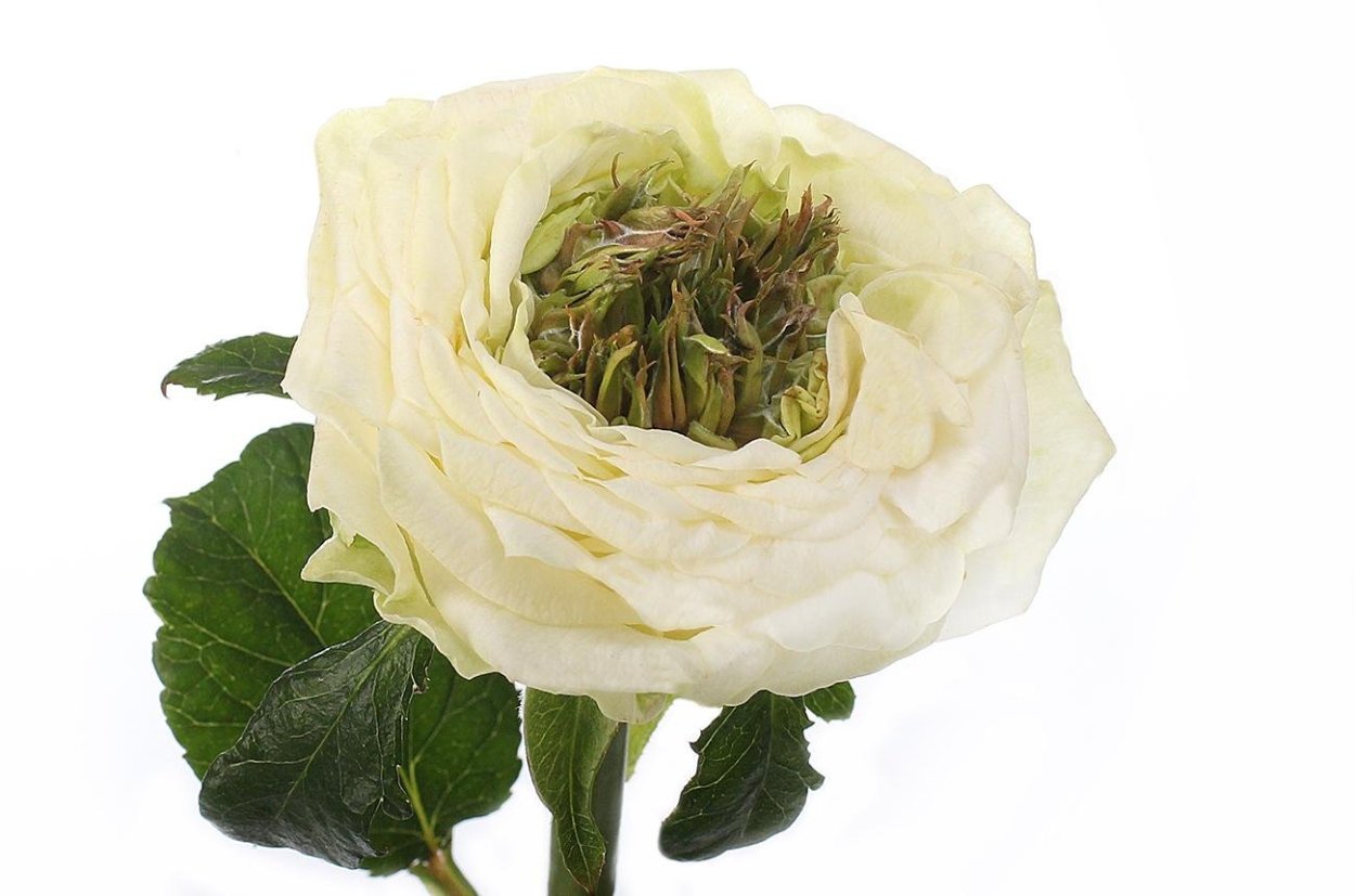 Роза Грин Роуз