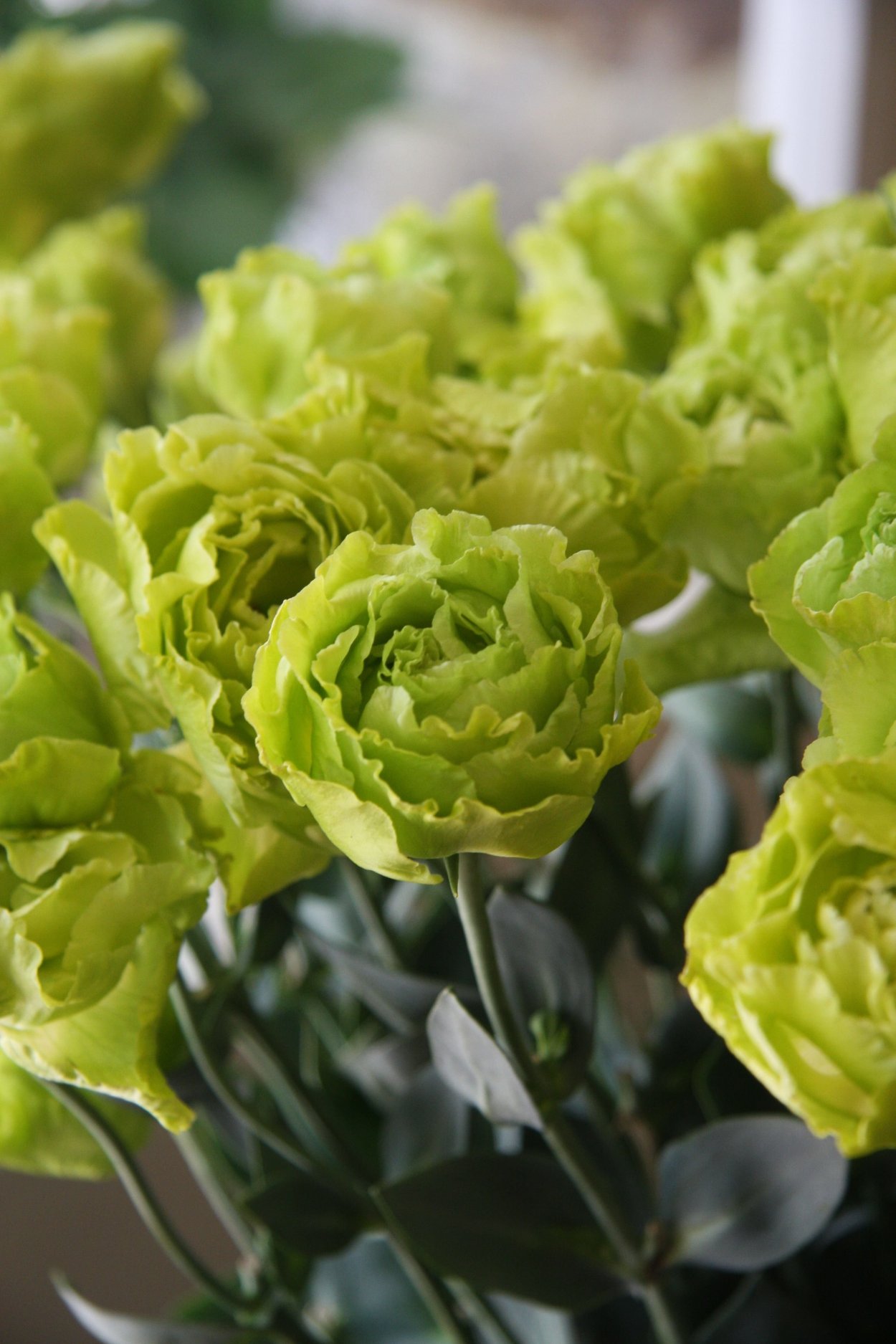 Роза Грин Гала