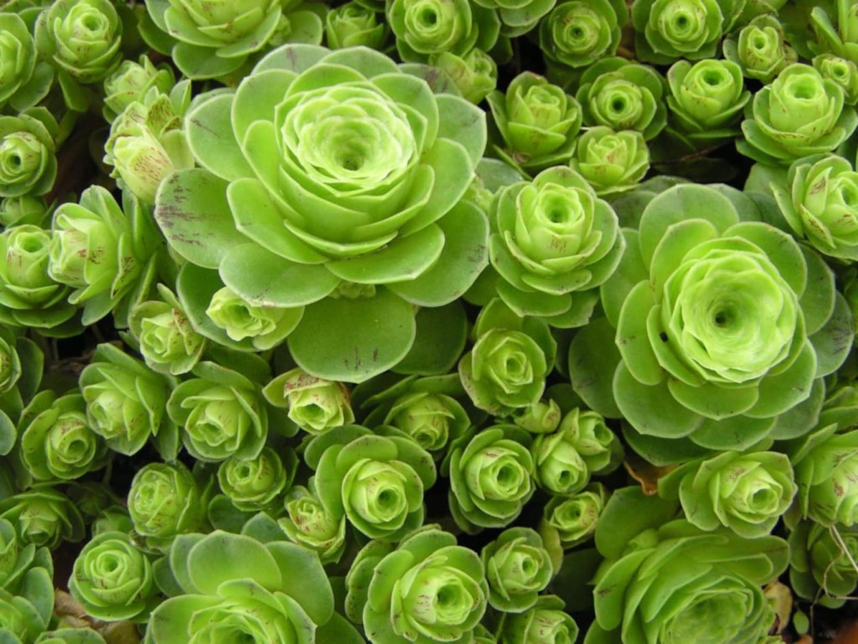 Роза Garden Buttercup