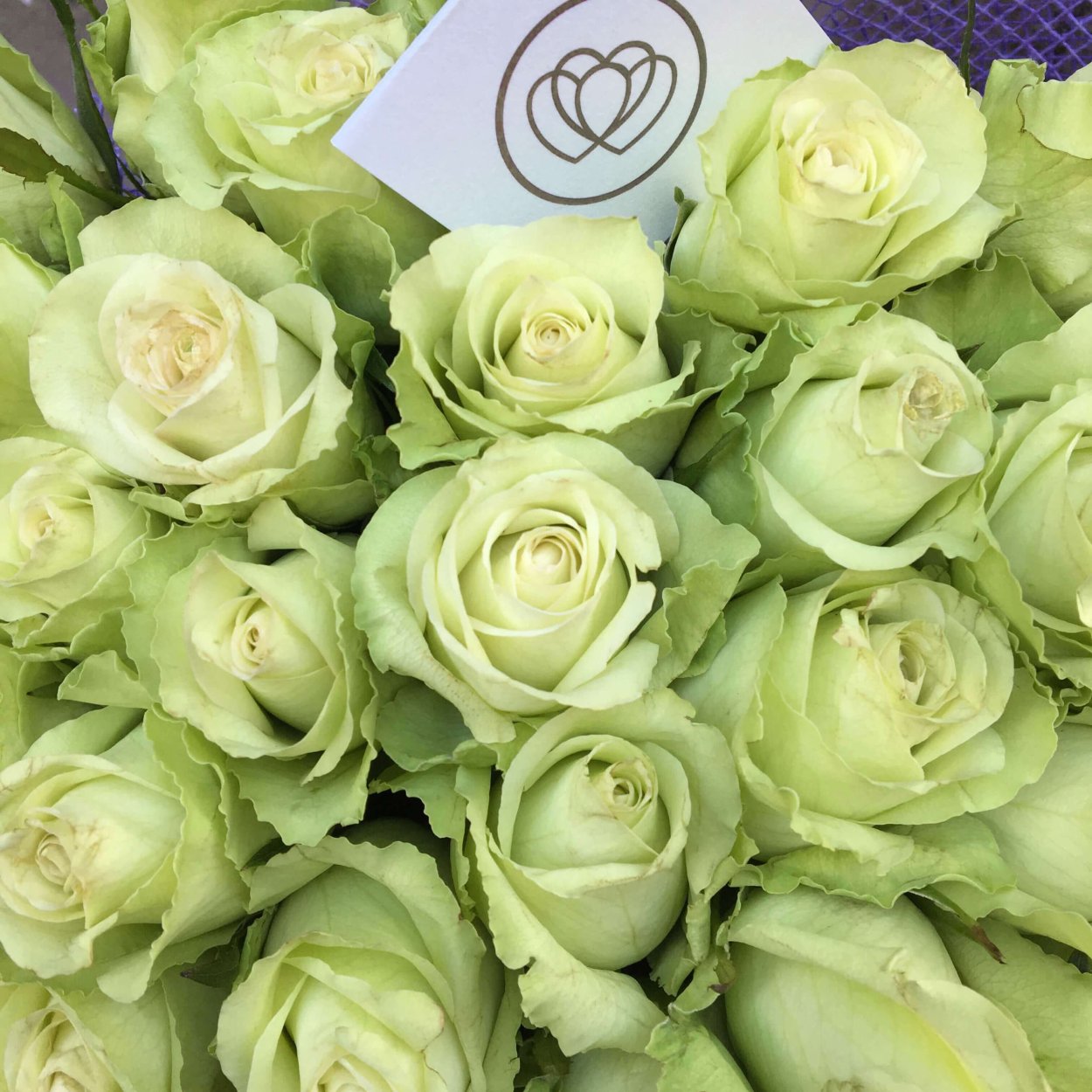 Роза Грин Джин