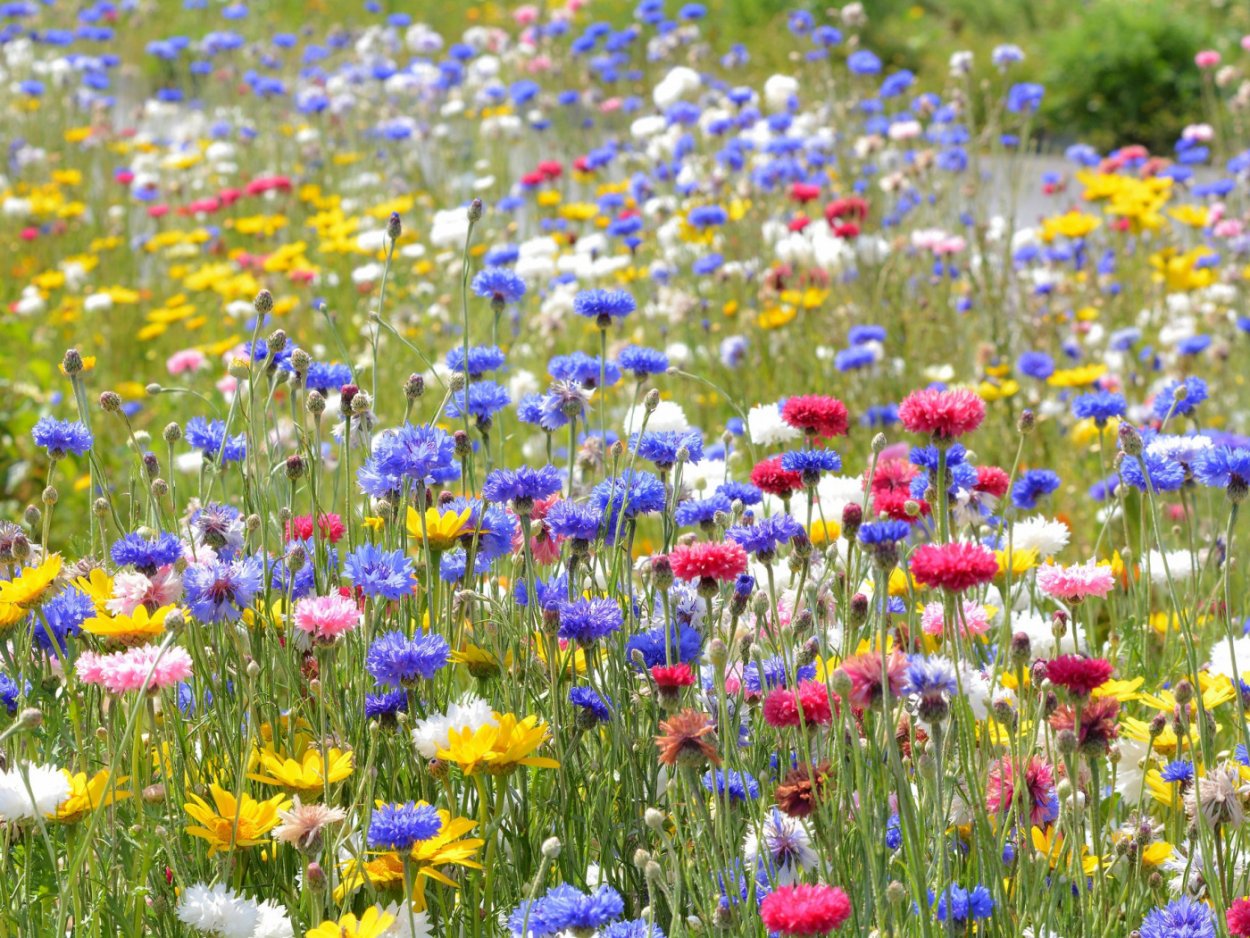 Green Meadow Цветущий мавританский газон