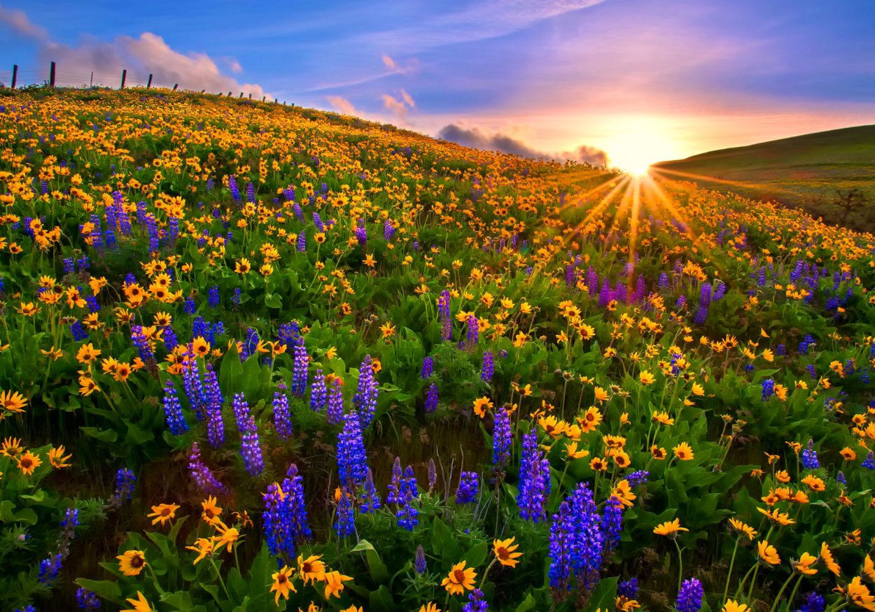 Цветущий луг