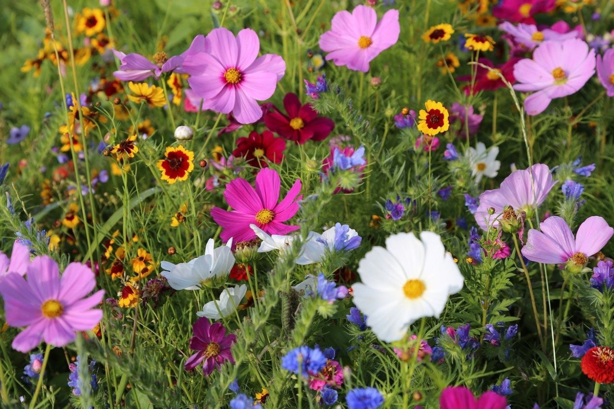 Крупные луговые цветы