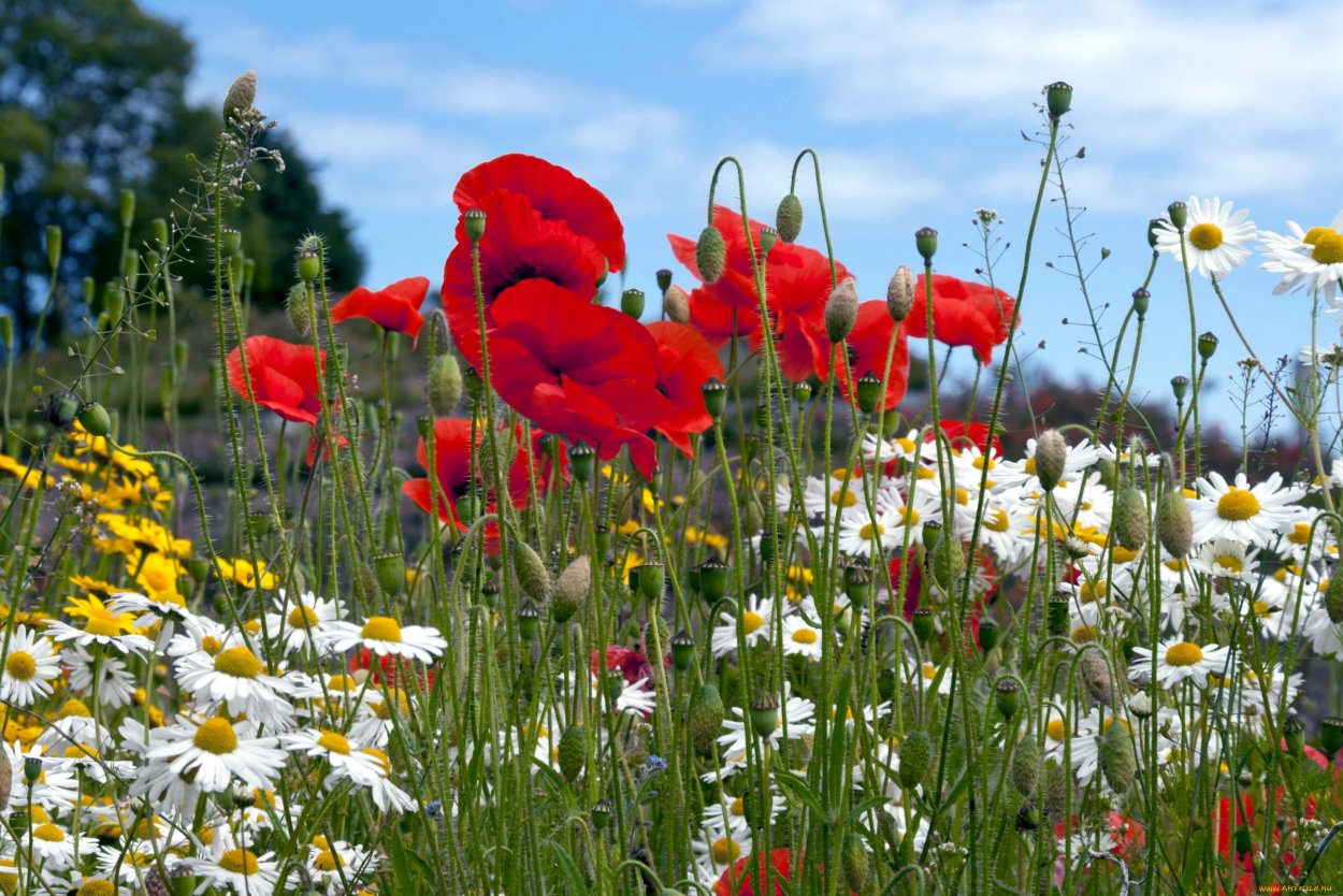 Полевые цветы России