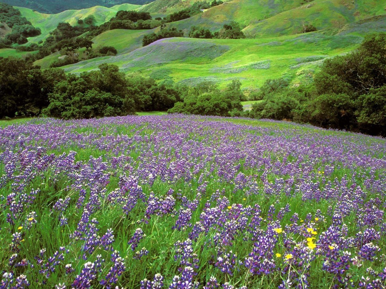 Цветущие Луга