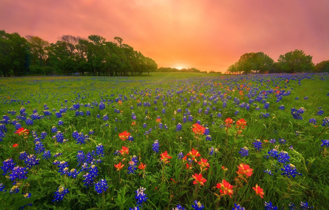 Луг с цветами