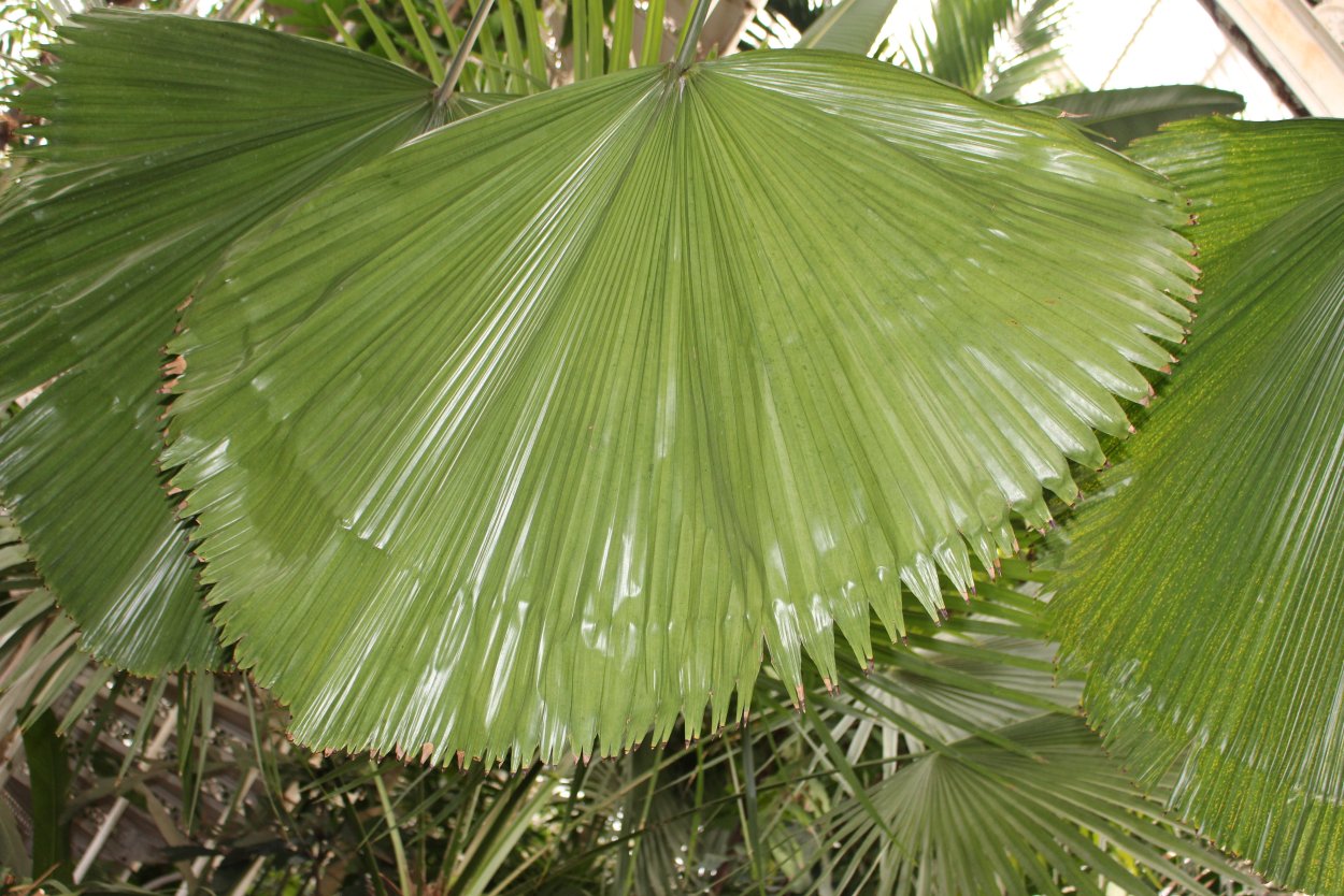 Ликуала трехлистная (Licuala triphylla)