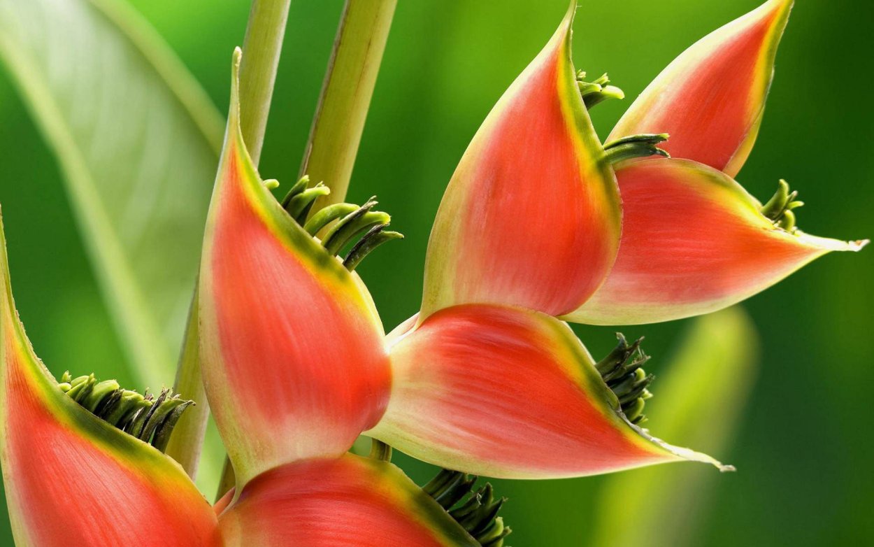 Экзотические цветы