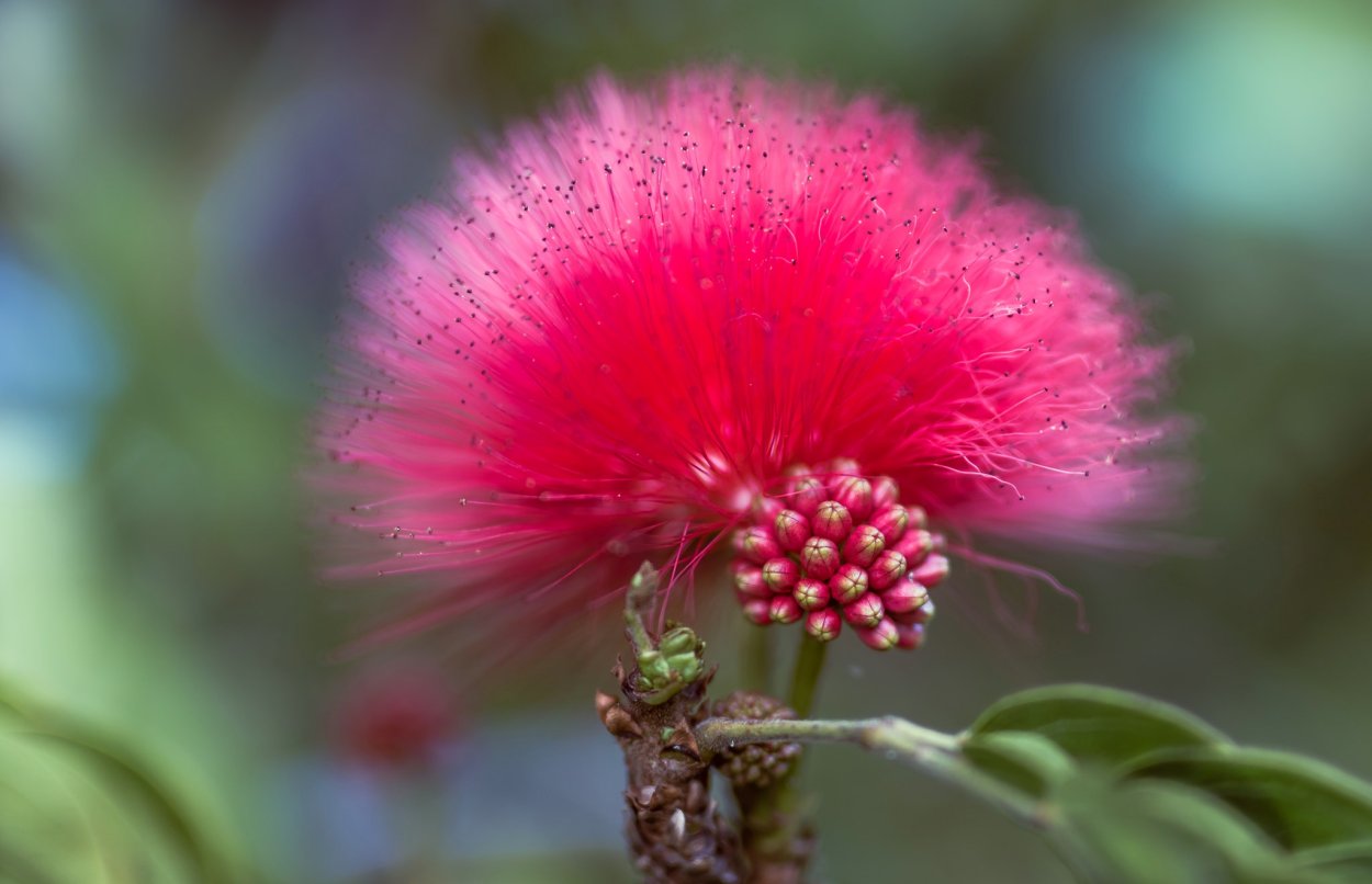 Необычные цветы