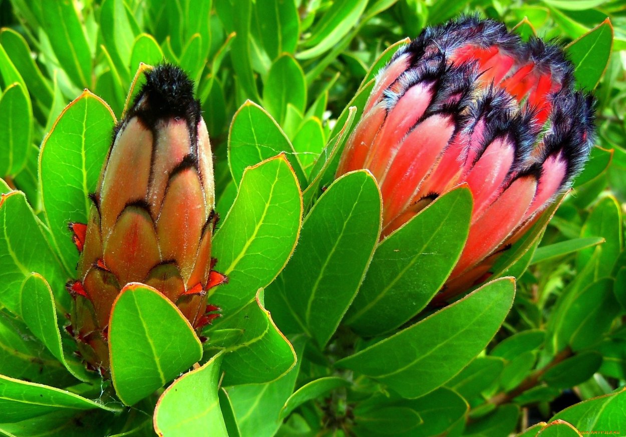 Экзотичесик ерасьения