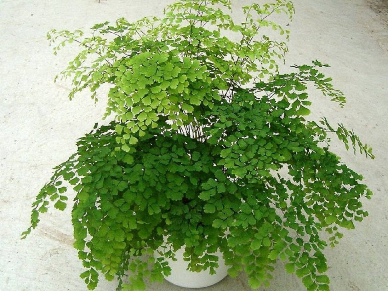 Адиантум fragrans