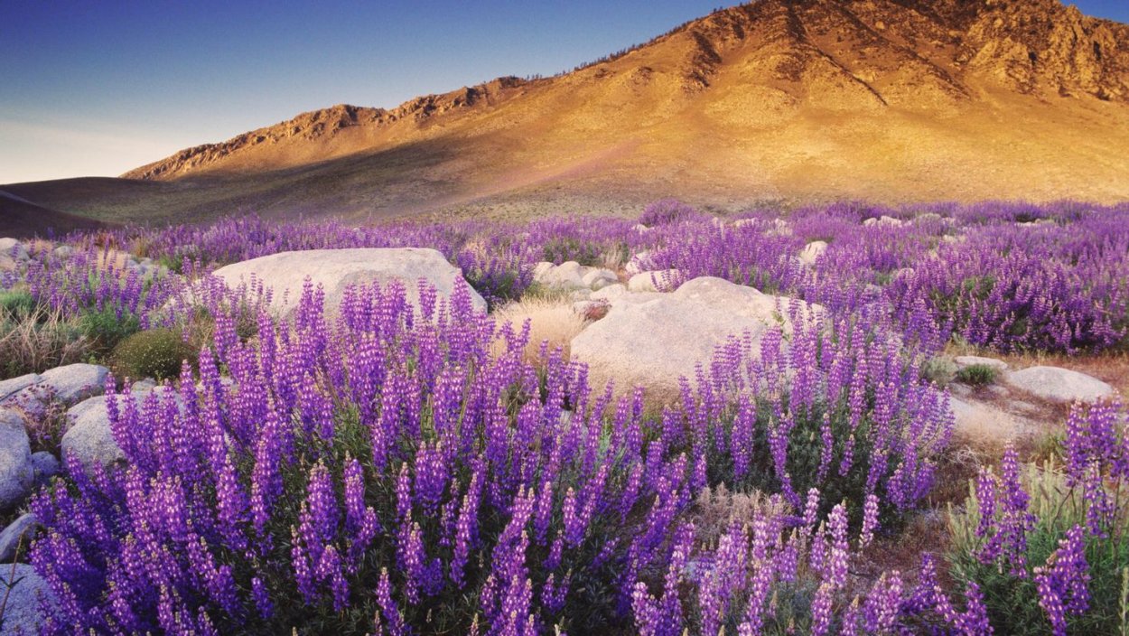 Дикая Лаванда Горная Швейцария