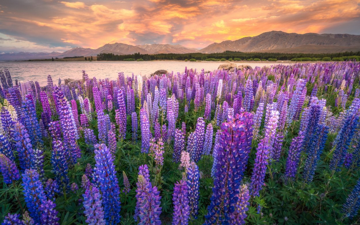 Люпин полевой