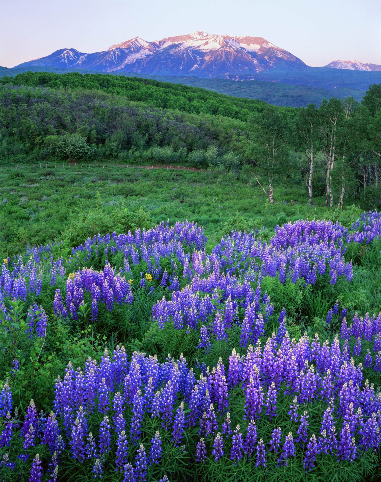 Горные цветы Колорадо