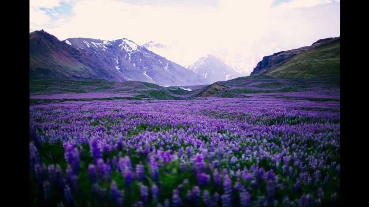 Лаванда озеро Исландия