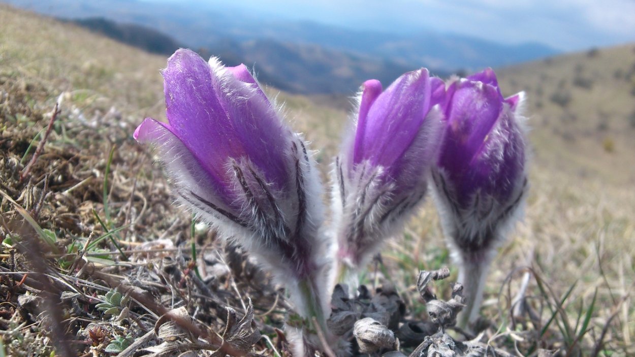 Цветы прострел Крымский бутон
