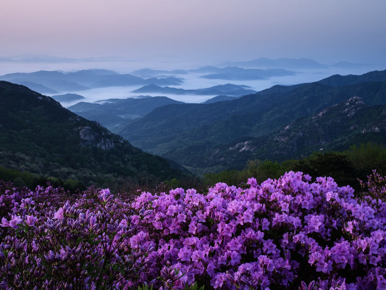 Рододендрон роза Хутор
