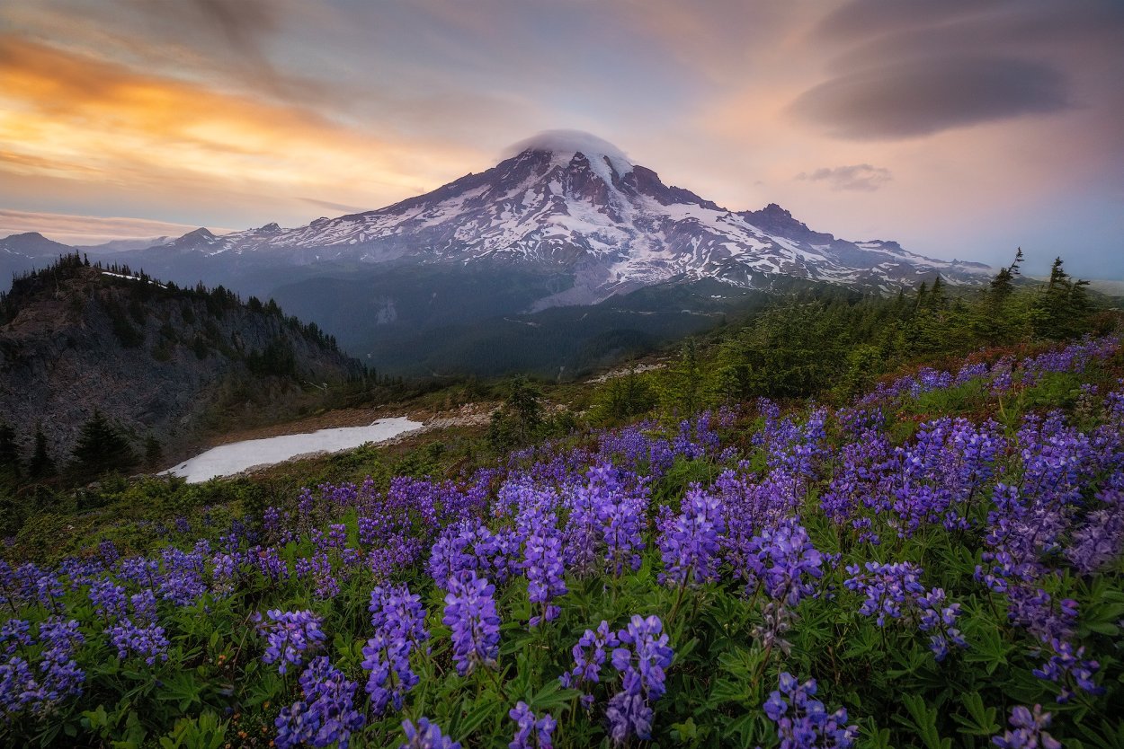 Фиолетовые цветы в горах