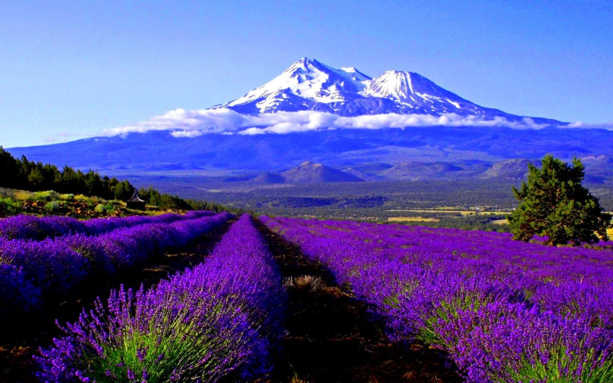 Лавандовая Долина Прованс Франция