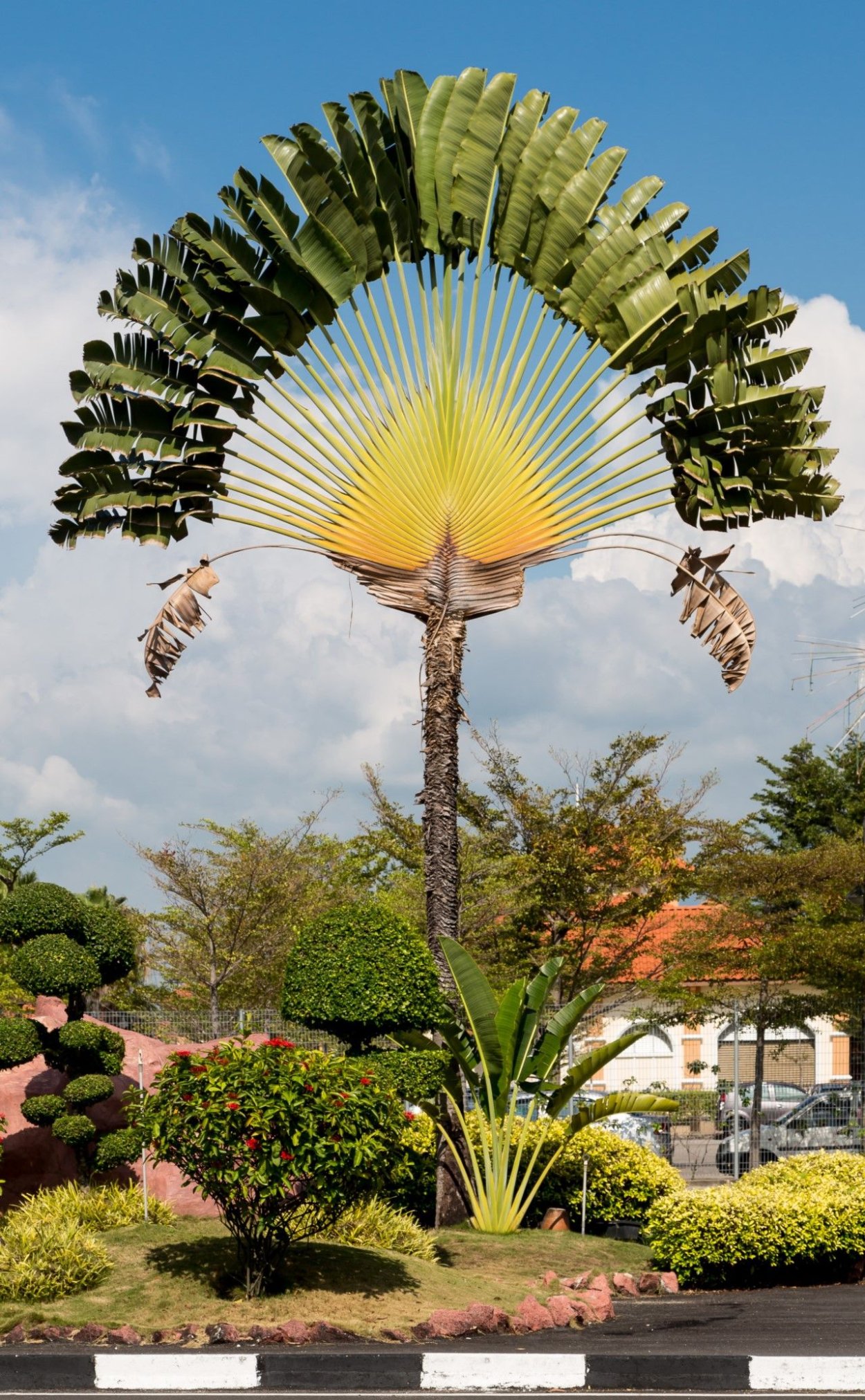 Couroupita guianensis