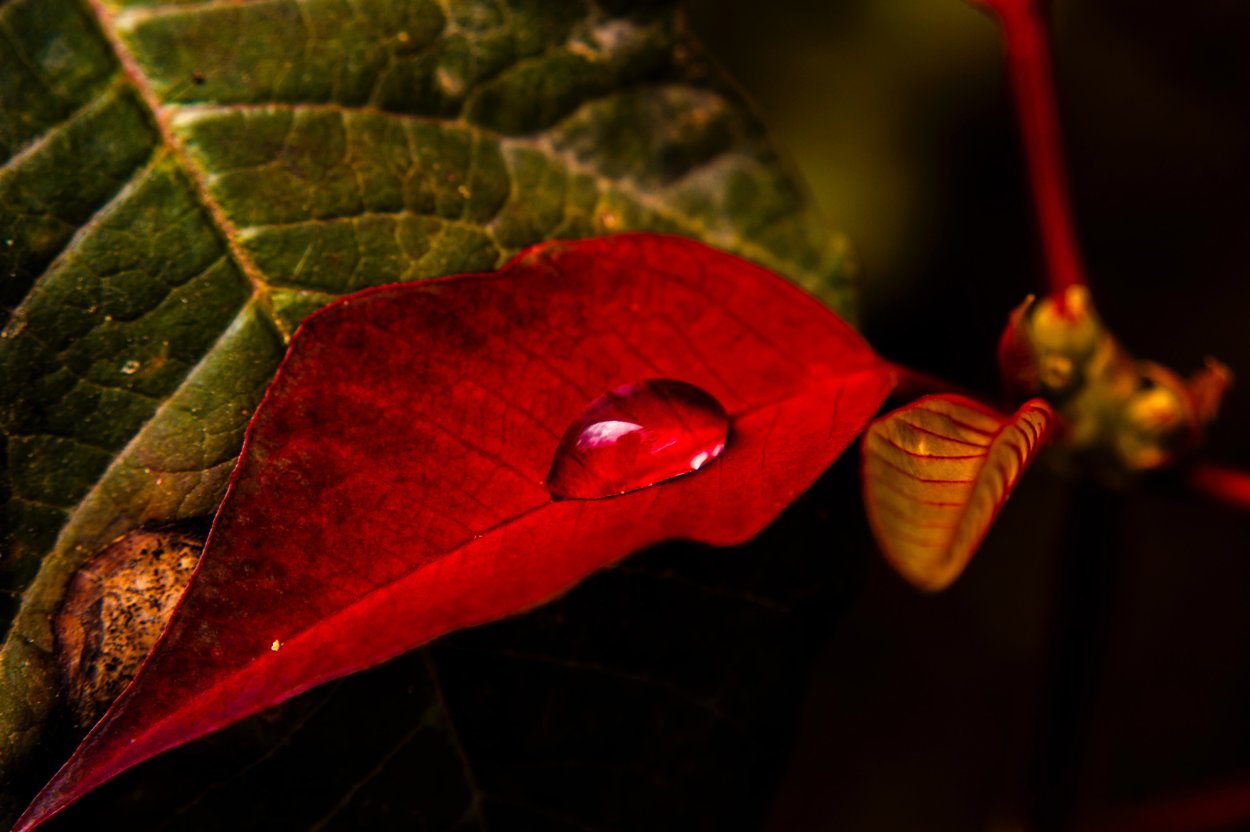 Parthenocissus vitacea