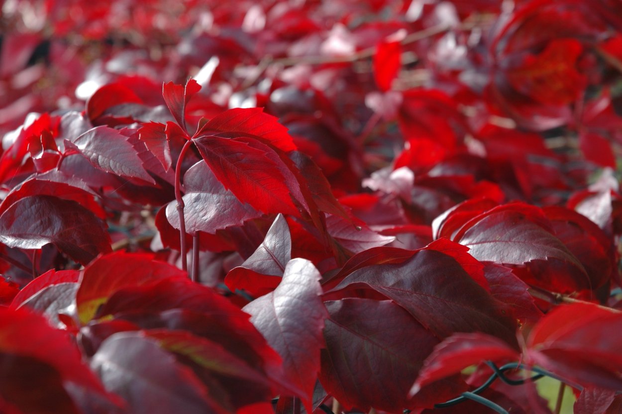 Колеус Red Croton