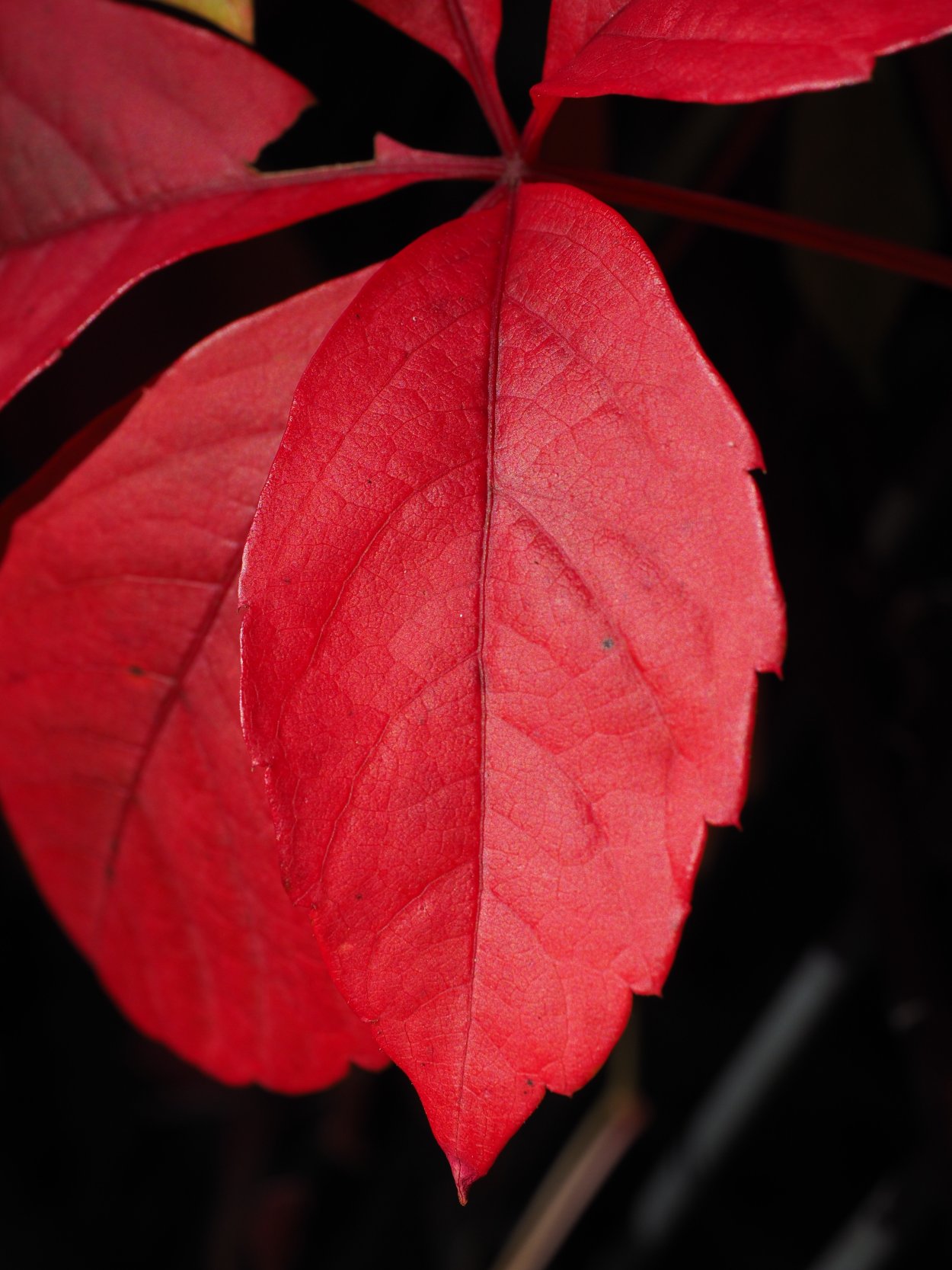Пуансеттия autumn leaves