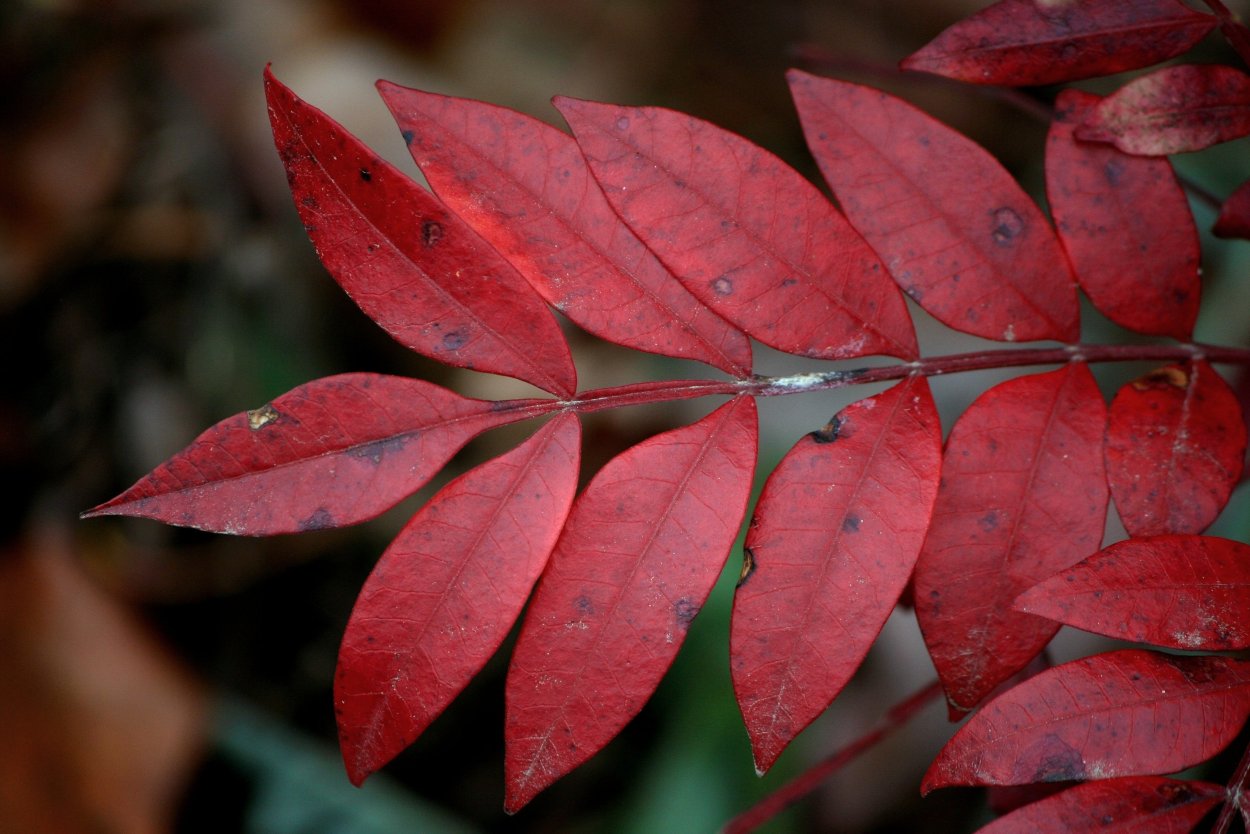 Клен японский Acer japonicum