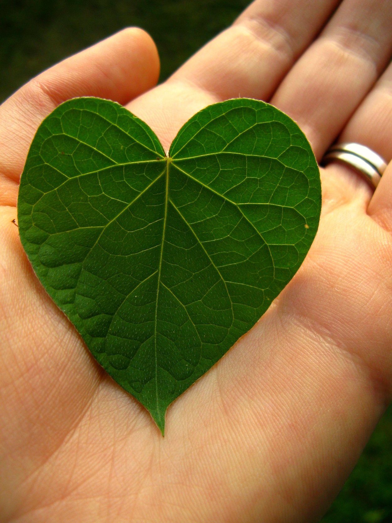Зеленое сердце