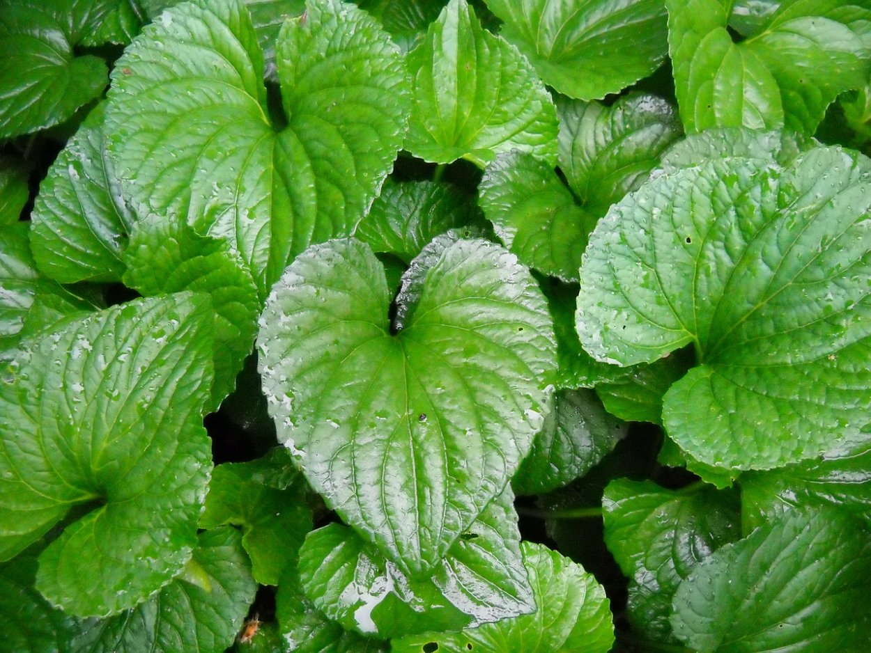 Растения с сердцевидными листьями