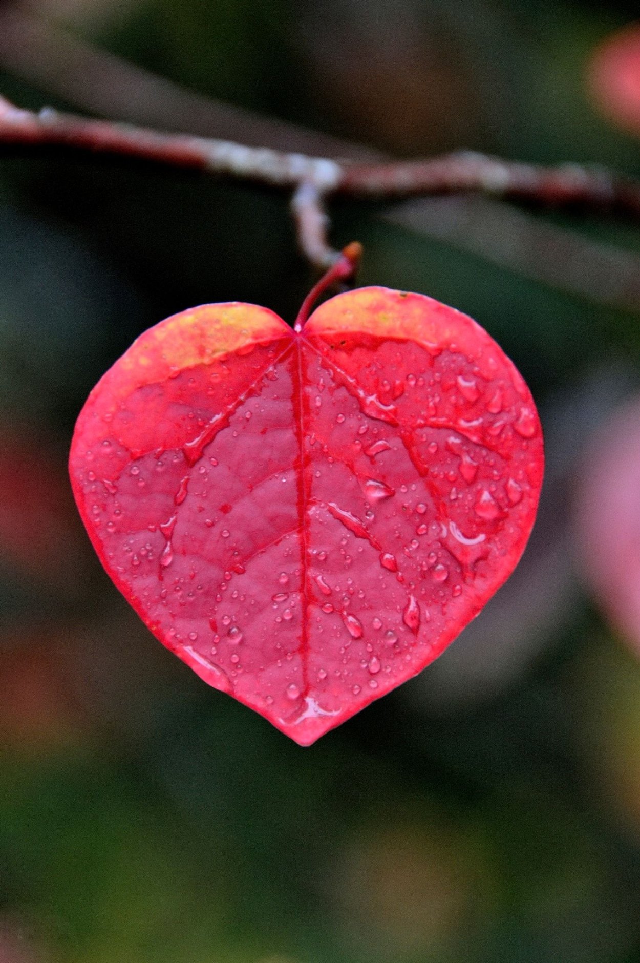Осенний лист с сердечком