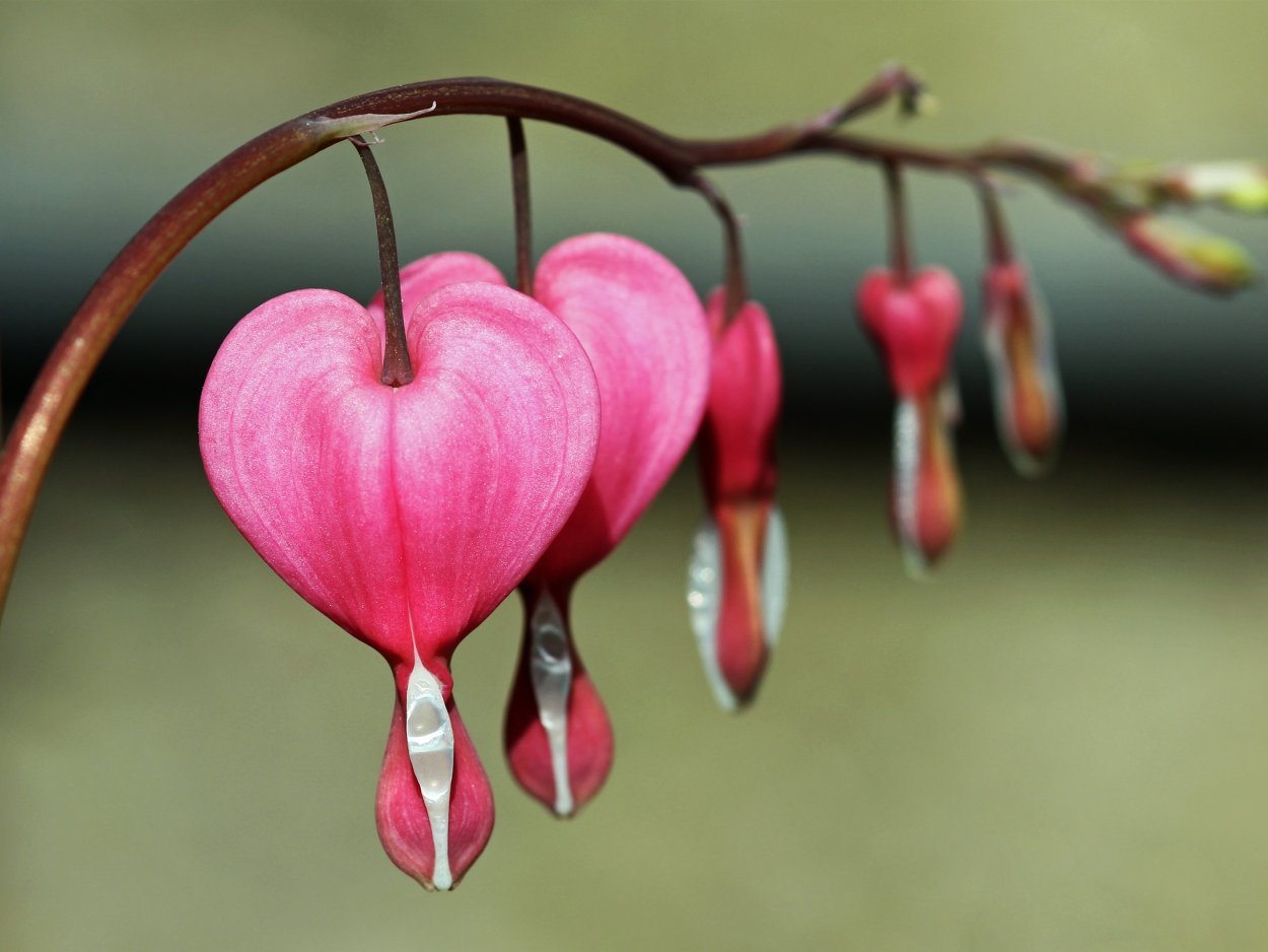 Дицентра великолепная (Bleeding Heart)