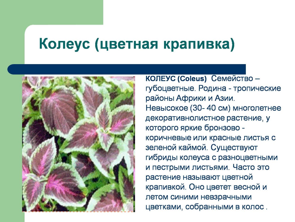 Колеус цветная Крапивка