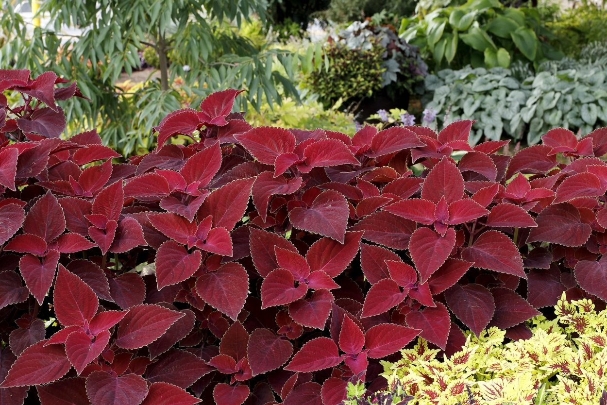Колеус Ренельта Coleus rehneltianus