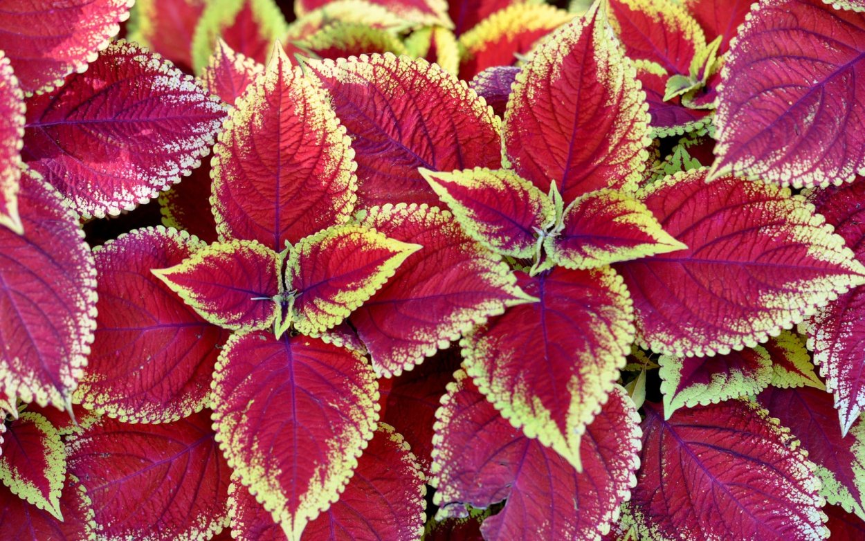 Колеус Coleus Juliet Quartermain