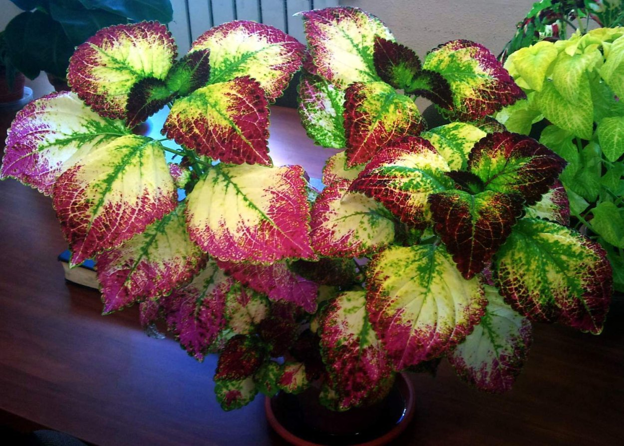 Колеус Red Croton