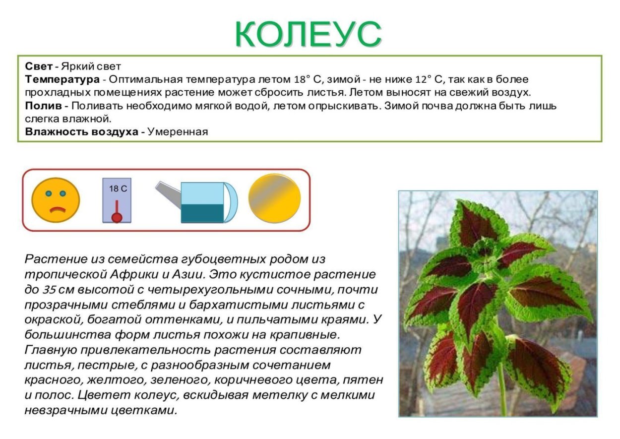 Цветок Крапивка колеус