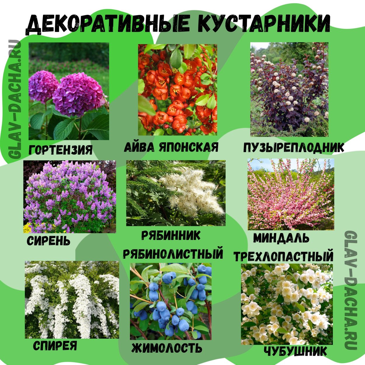 Кустарники названия