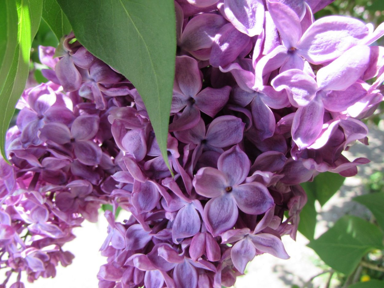 Сирень обыкновенная (Syringa vulgaris Charles Joly) c7,5 60-80