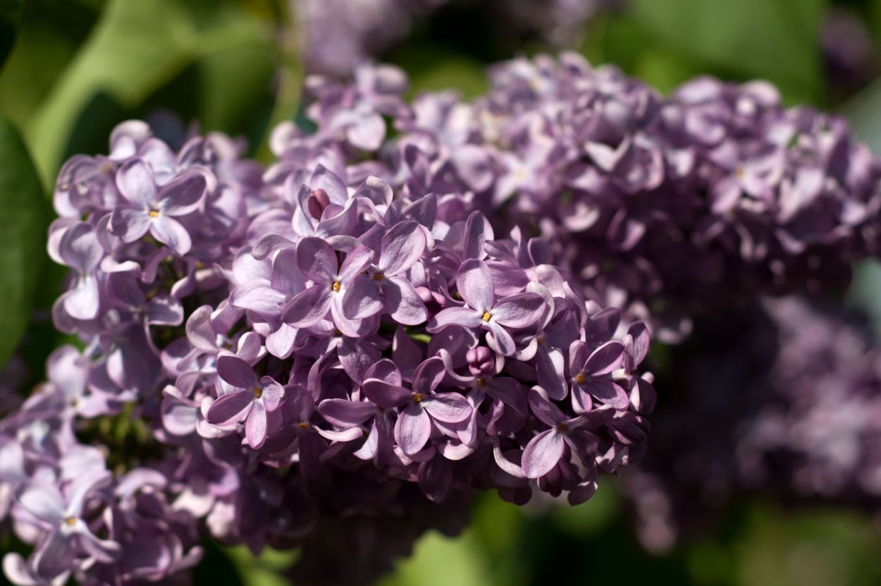 Сирень обыкновенная (Syringa vulgaris)