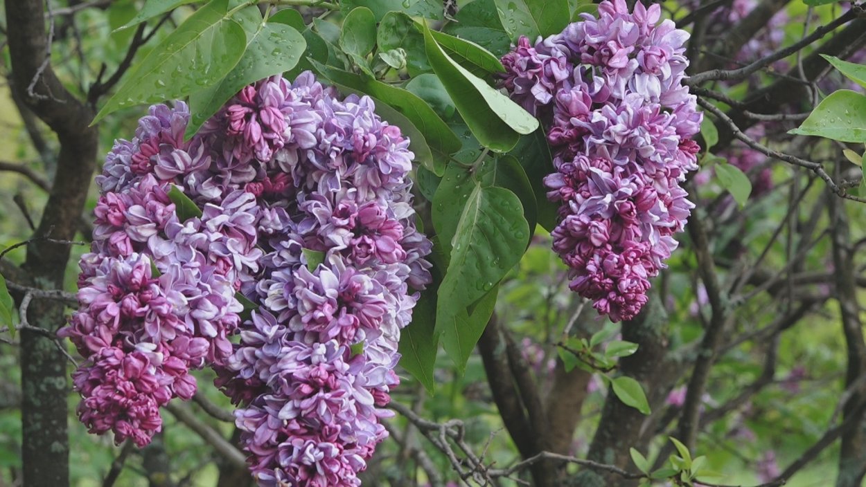 Сирень Гиацинтовая (сорт 'Anabel')